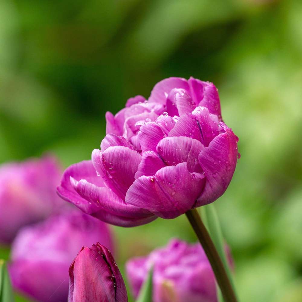 Tulpan 'Blue Diamond'